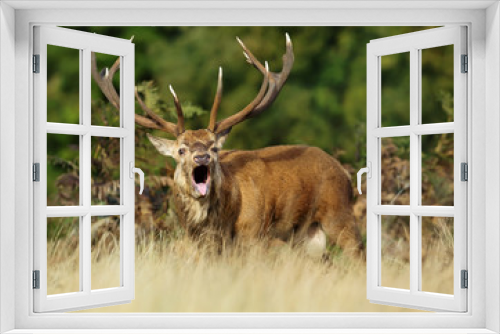 Fototapeta Naklejka Na Ścianę Okno 3D - Red deer stag roaring during rutting season