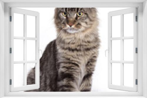Fototapeta Naklejka Na Ścianę Okno 3D - Cat, Young Maine Coon