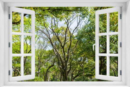 Fototapeta Naklejka Na Ścianę Okno 3D - magnificent green tree forest
