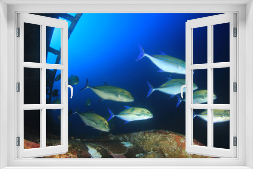 Fototapeta Naklejka Na Ścianę Okno 3D - Fish underwater coral reef
