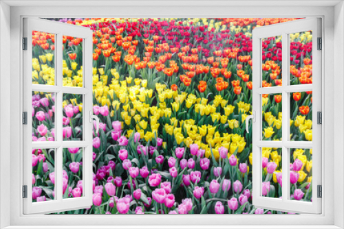 Fototapeta Naklejka Na Ścianę Okno 3D - Tulip flower. Beautiful tulips in tulip field with green leaf background at winter or spring day. broken tulip.