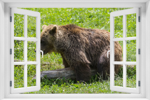 Fototapeta Naklejka Na Ścianę Okno 3D - Ours des Pyrénées (ours brun).