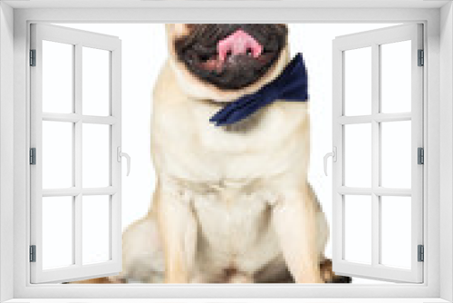Fototapeta Naklejka Na Ścianę Okno 3D - pug dog with blew bow tie