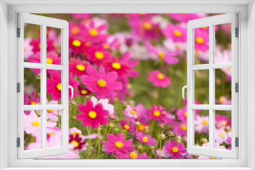 Fototapeta Naklejka Na Ścianę Okno 3D - cosmos flowers in the garden