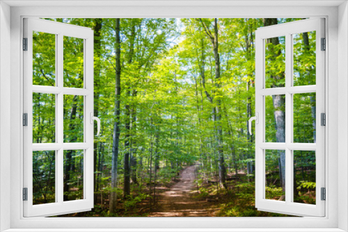 Fototapeta Naklejka Na Ścianę Okno 3D - Path through Forest