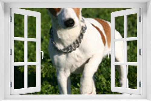 Fototapeta Naklejka Na Ścianę Okno 3D - chiot terrier attentif