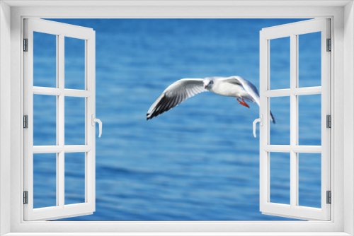 Fototapeta Naklejka Na Ścianę Okno 3D - Gull and sea background
