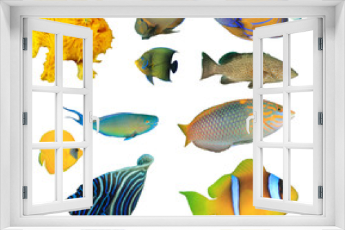 Fototapeta Naklejka Na Ścianę Okno 3D - Collection fish cutouts. Tropical reef fish combo isolated on white background. Asia Pacific reef fish