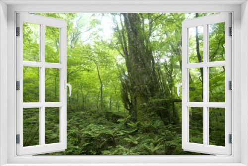 Fototapeta Naklejka Na Ścianę Okno 3D - 新緑の原生林