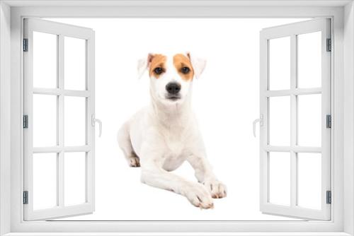 Fototapeta Naklejka Na Ścianę Okno 3D - Cute young dog Jack Russell Terrier, lying isolated on white background