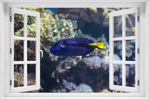 Fototapeta Naklejka Na Ścianę Okno 3D - Beautiful Surgeonfish, Paracanthurus Hepatus inside Aquarium