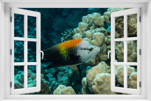 Fototapeta Naklejka Na Ścianę Okno 3D - Prachtlippfisch am Korallenriff
