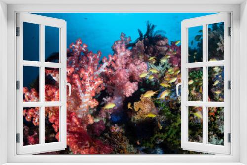 Fototapeta Naklejka Na Ścianę Okno 3D - Vibrant Coral Reef in the Philippines Near Cabilao Island
