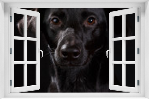 Fototapeta Naklejka Na Ścianę Okno 3D - Cute black dog