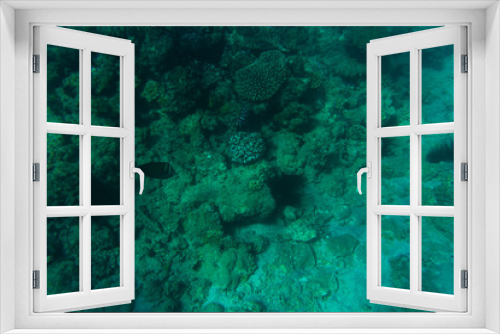 Fototapeta Naklejka Na Ścianę Okno 3D - Beautiful seabed background, gorgeous sea bottom through transparent blue water, majestic marine life, travel and vacation concept