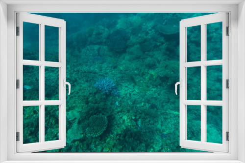 Fototapeta Naklejka Na Ścianę Okno 3D - snorcheling on a beautiful colorful coral reef in sea. Summer vocation.