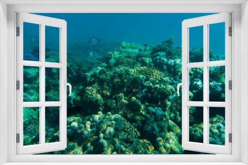 Fototapeta Naklejka Na Ścianę Okno 3D - Sea or ocean underwater coral reef. Summer vocation