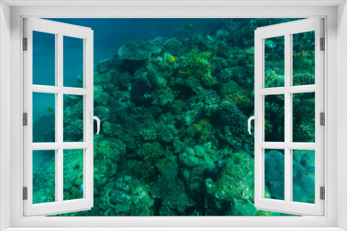Fototapeta Naklejka Na Ścianę Okno 3D - Sea and ocean underwater coral reef background. Marine background