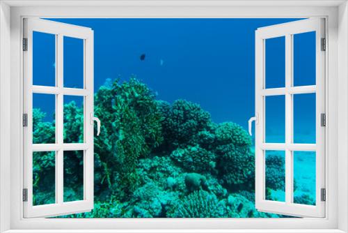 Fototapeta Naklejka Na Ścianę Okno 3D - coral reef with soft and hard corals and exotic fishes anthias in tropical sea on blue water background, underwater