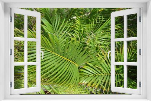 Fototapeta Naklejka Na Ścianę Okno 3D - Tropical greens. Green thickets...