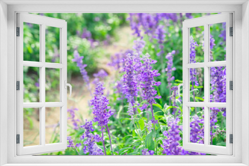 Fototapeta Naklejka Na Ścianę Okno 3D - Lavender plants close up, blooming summer season. Garden plants. Purple. Depth of field