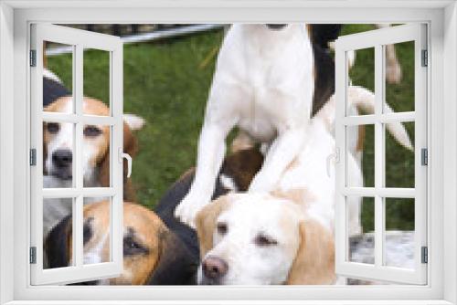Fototapeta Naklejka Na Ścianę Okno 3D - A small pack of alert waiting Beagles