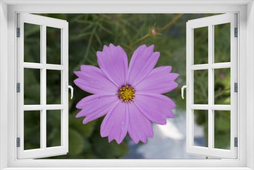 Fototapeta Naklejka Na Ścianę Okno 3D - Starship flowers pink color