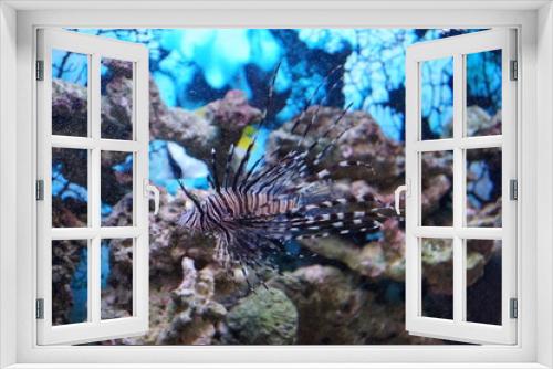Fototapeta Naklejka Na Ścianę Okno 3D - Zebra fish in the fish tank