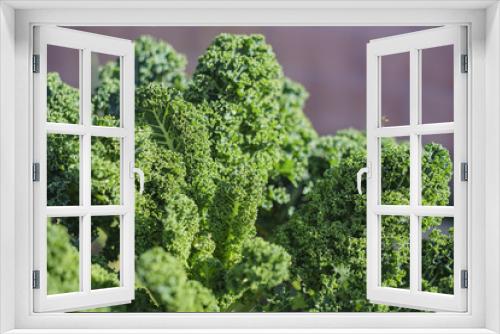 Fototapeta Naklejka Na Ścianę Okno 3D - Growing kale in farm garden