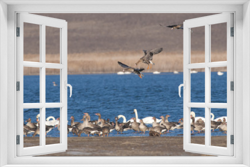 Fototapeta Naklejka Na Ścianę Okno 3D - White fronted Goose