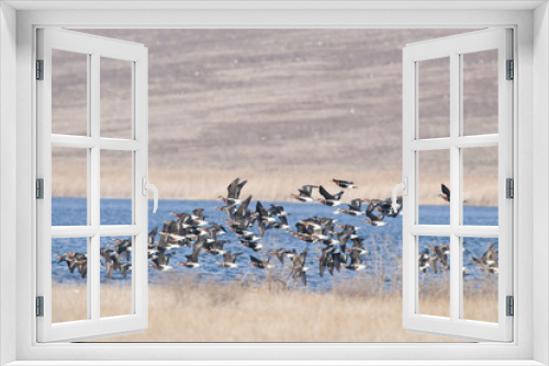 Fototapeta Naklejka Na Ścianę Okno 3D - Red Breasted Goose