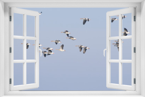 Fototapeta Naklejka Na Ścianę Okno 3D - Greylag Goose