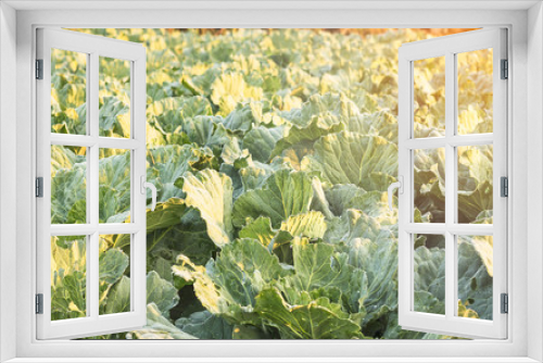 Fototapeta Naklejka Na Ścianę Okno 3D - cabbage in garden in morning