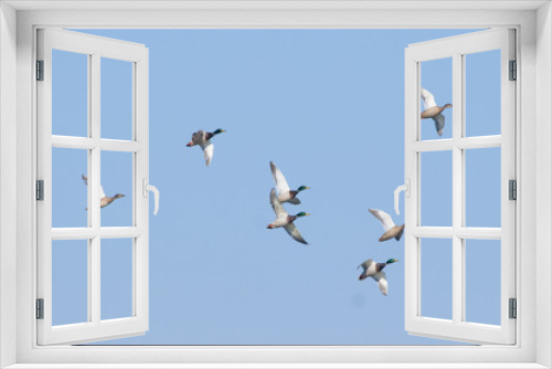 Fototapeta Naklejka Na Ścianę Okno 3D - Mallard Duck
