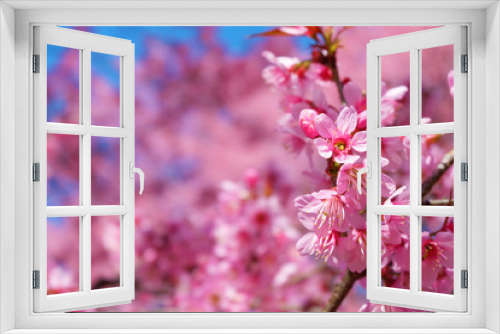 Fototapeta Naklejka Na Ścianę Okno 3D - Beautiful cherry blossom, pink sakura flowers with blue sky in spring. Soft focus.