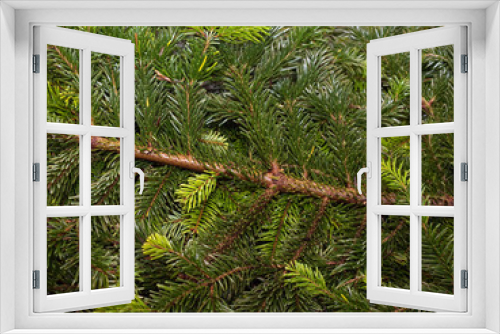 Fototapeta Naklejka Na Ścianę Okno 3D - Christmas pine fir tree branches