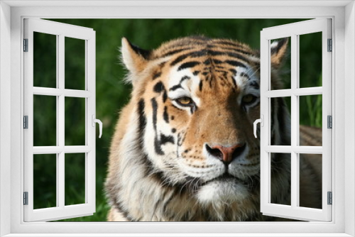 Fototapeta Naklejka Na Ścianę Okno 3D - Tigerportrait