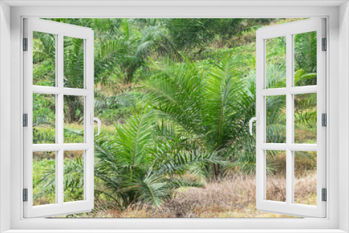 Fototapeta Naklejka Na Ścianę Okno 3D - View of palm plantation at east asia.
