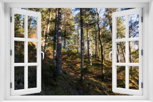 Fototapeta Naklejka Na Ścianę Okno 3D - Bäume am Wanderweg, Rundweg um den Eibsee an der Zugspitze