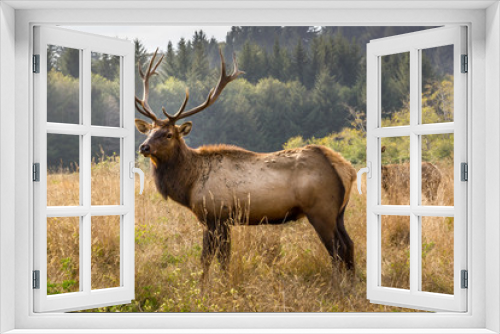 Fototapeta Naklejka Na Ścianę Okno 3D - Elk 2