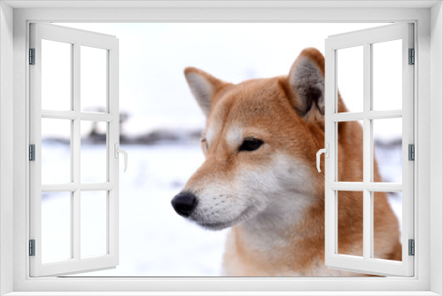 Fototapeta Naklejka Na Ścianę Okno 3D - 柴犬・背景雪
