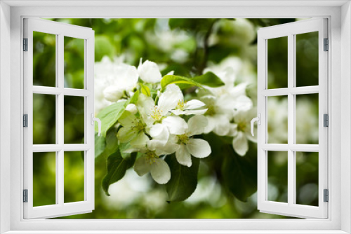 Fototapeta Naklejka Na Ścianę Okno 3D - Flowering apple tree branch