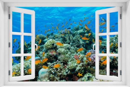 Fototapeta Naklejka Na Ścianę Okno 3D - Buntes Korallenriff