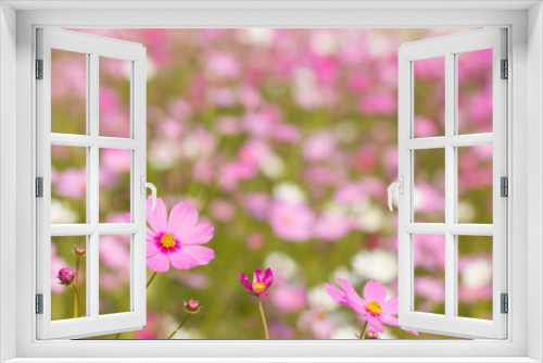 Fototapeta Naklejka Na Ścianę Okno 3D - Cosmos flower, beautiful cosmos flowers with color filters and noon day sun