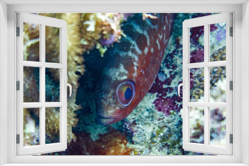 Fototapeta Naklejka Na Ścianę Okno 3D - Red big eye fish hiding in a crevasse of a coral reef.