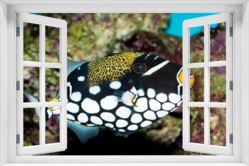 Fototapeta Naklejka Na Ścianę Okno 3D - Clown Triggerfish in Aquarium