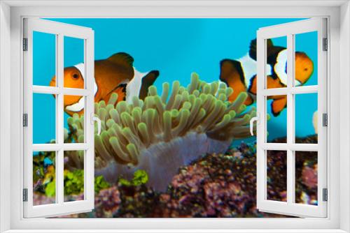Fototapeta Naklejka Na Ścianę Okno 3D - Clownfish Pair