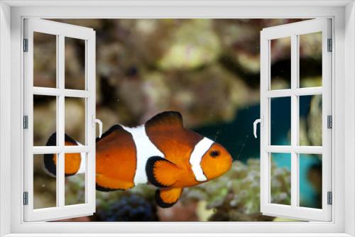 Fototapeta Naklejka Na Ścianę Okno 3D - Clownfish in Aquarium