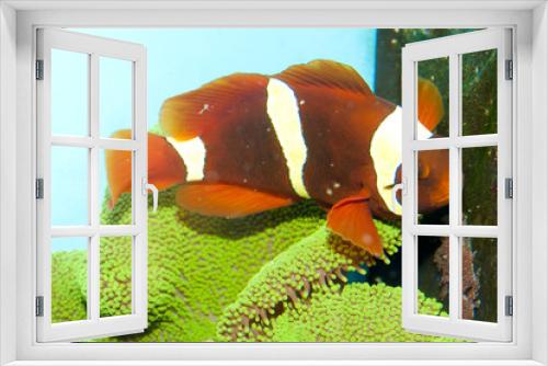 Fototapeta Naklejka Na Ścianę Okno 3D - Maroon Yellow Stripe Clownfish (Premnas apigramma)