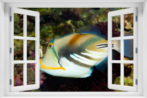 Fototapeta Naklejka Na Ścianę Okno 3D - Picasso Triggerfish
